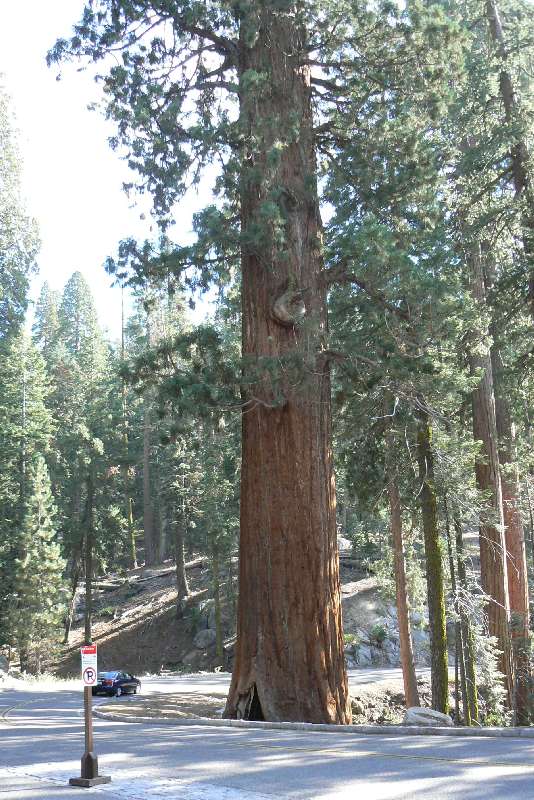 19 Sequoia National Park